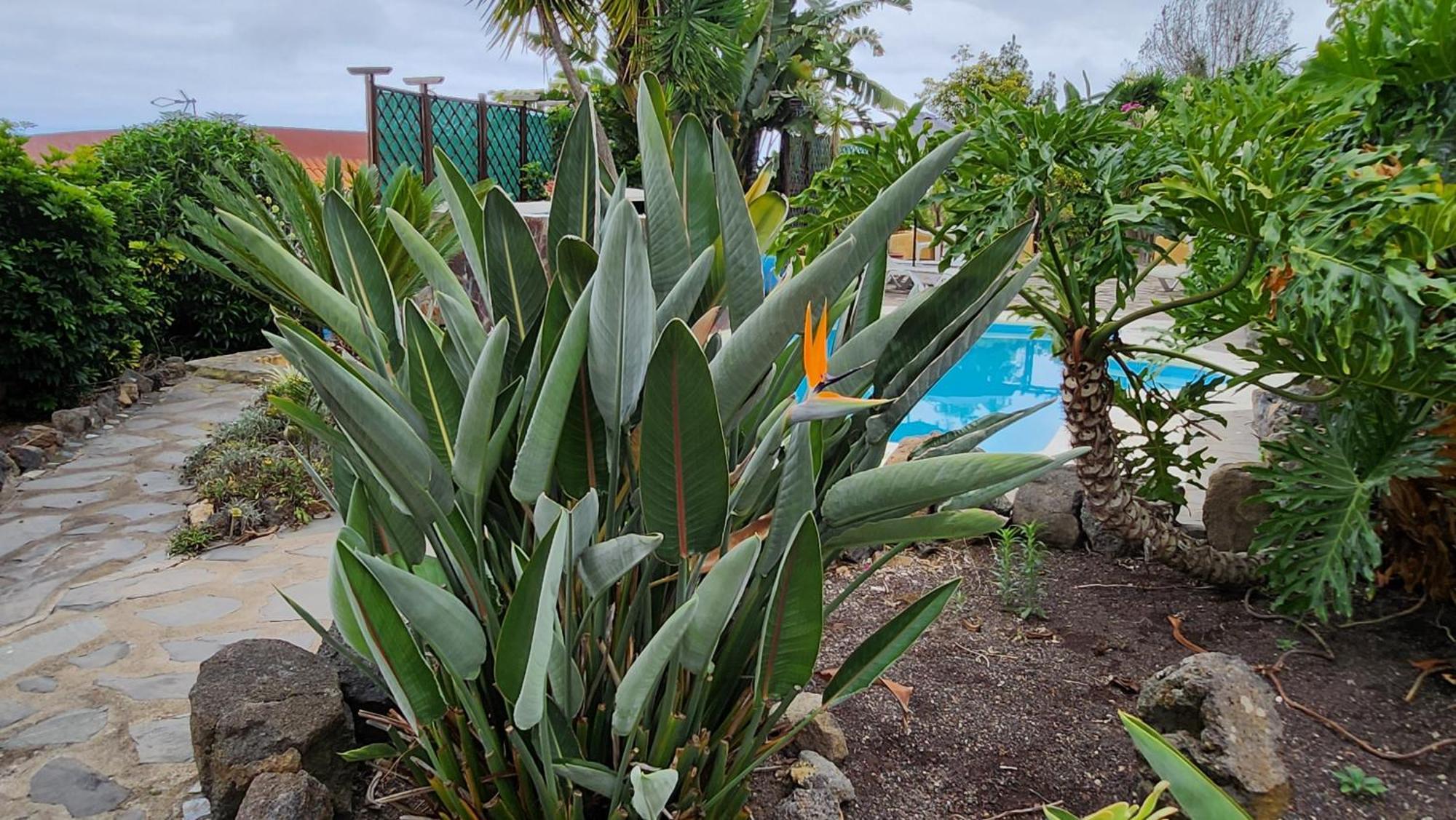 Oasis Hill Botanical Garden Villa Икод де лос Винос Екстериор снимка