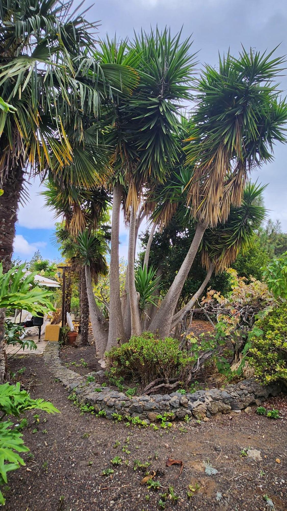 Oasis Hill Botanical Garden Villa Икод де лос Винос Екстериор снимка
