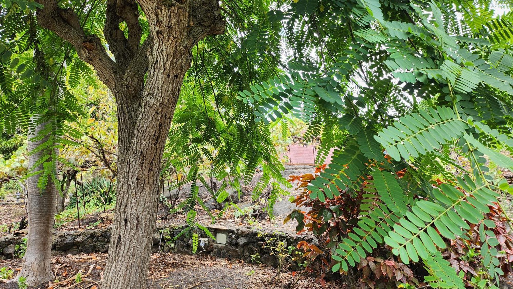 Oasis Hill Botanical Garden Villa Икод де лос Винос Екстериор снимка
