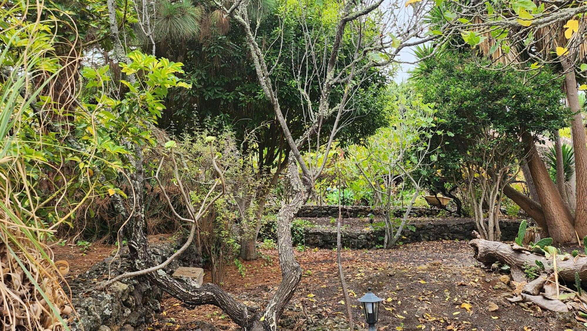 Oasis Hill Botanical Garden Villa Икод де лос Винос Екстериор снимка