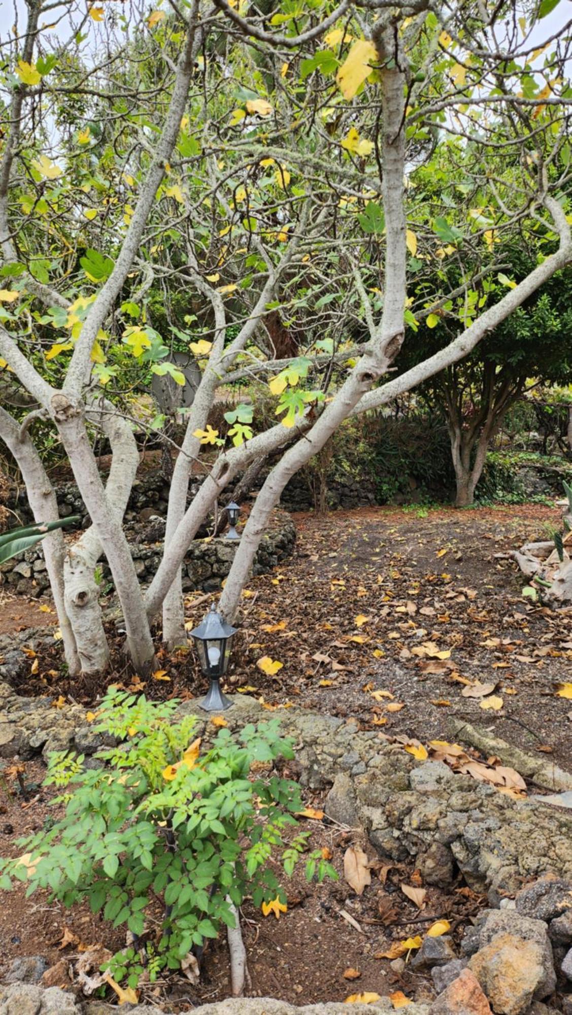 Oasis Hill Botanical Garden Villa Икод де лос Винос Екстериор снимка