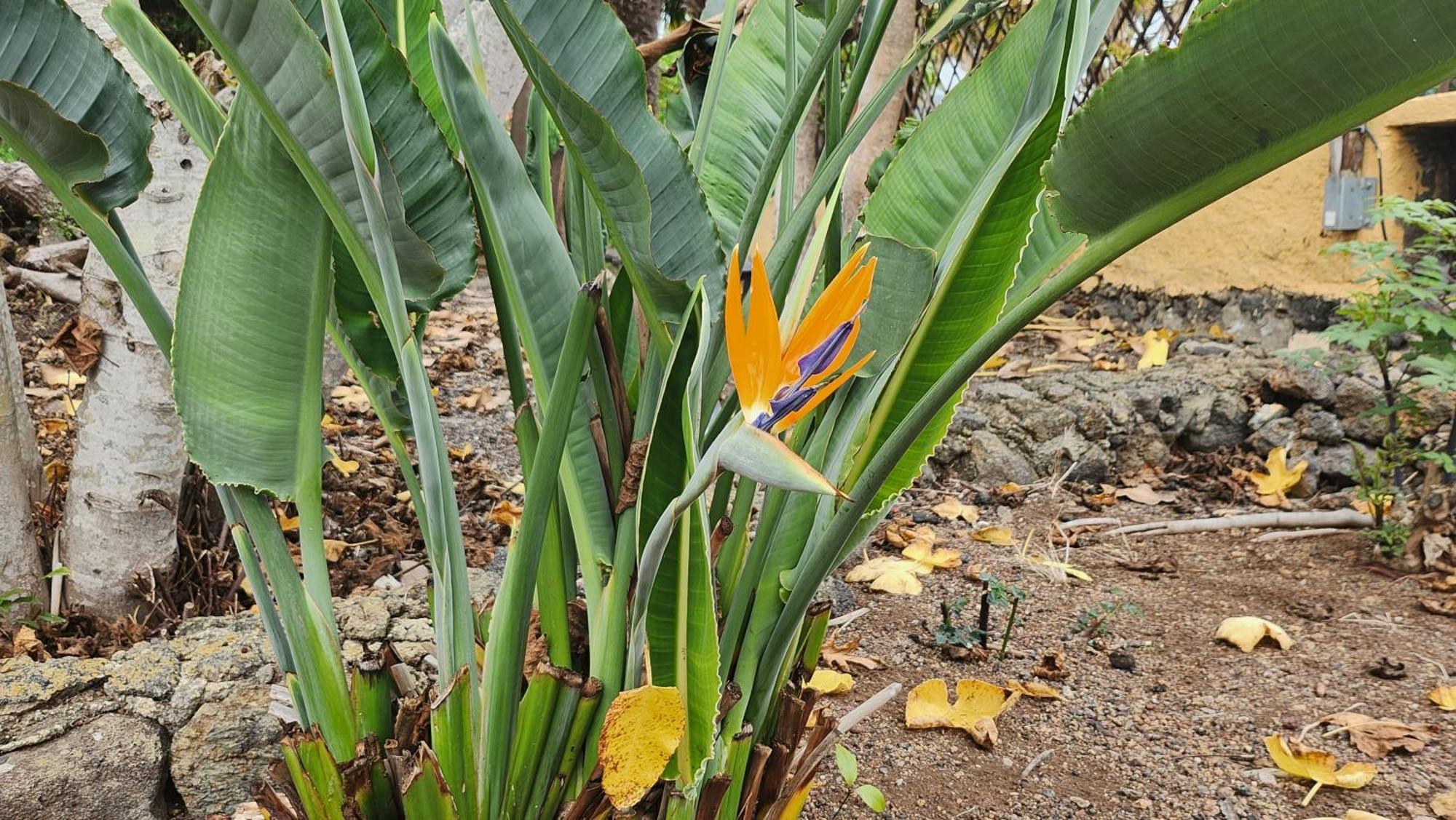 Oasis Hill Botanical Garden Villa Икод де лос Винос Екстериор снимка