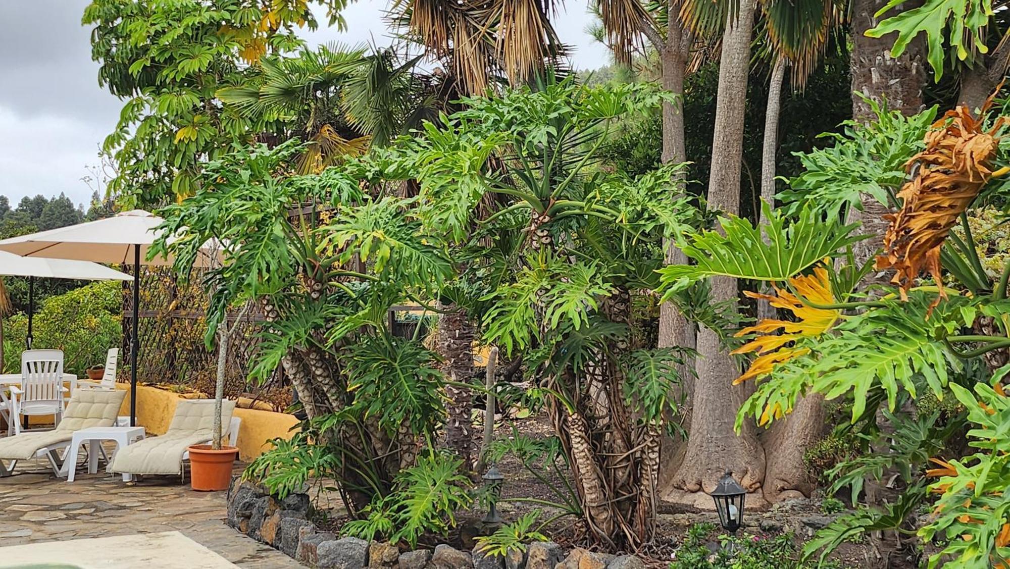Oasis Hill Botanical Garden Villa Икод де лос Винос Екстериор снимка