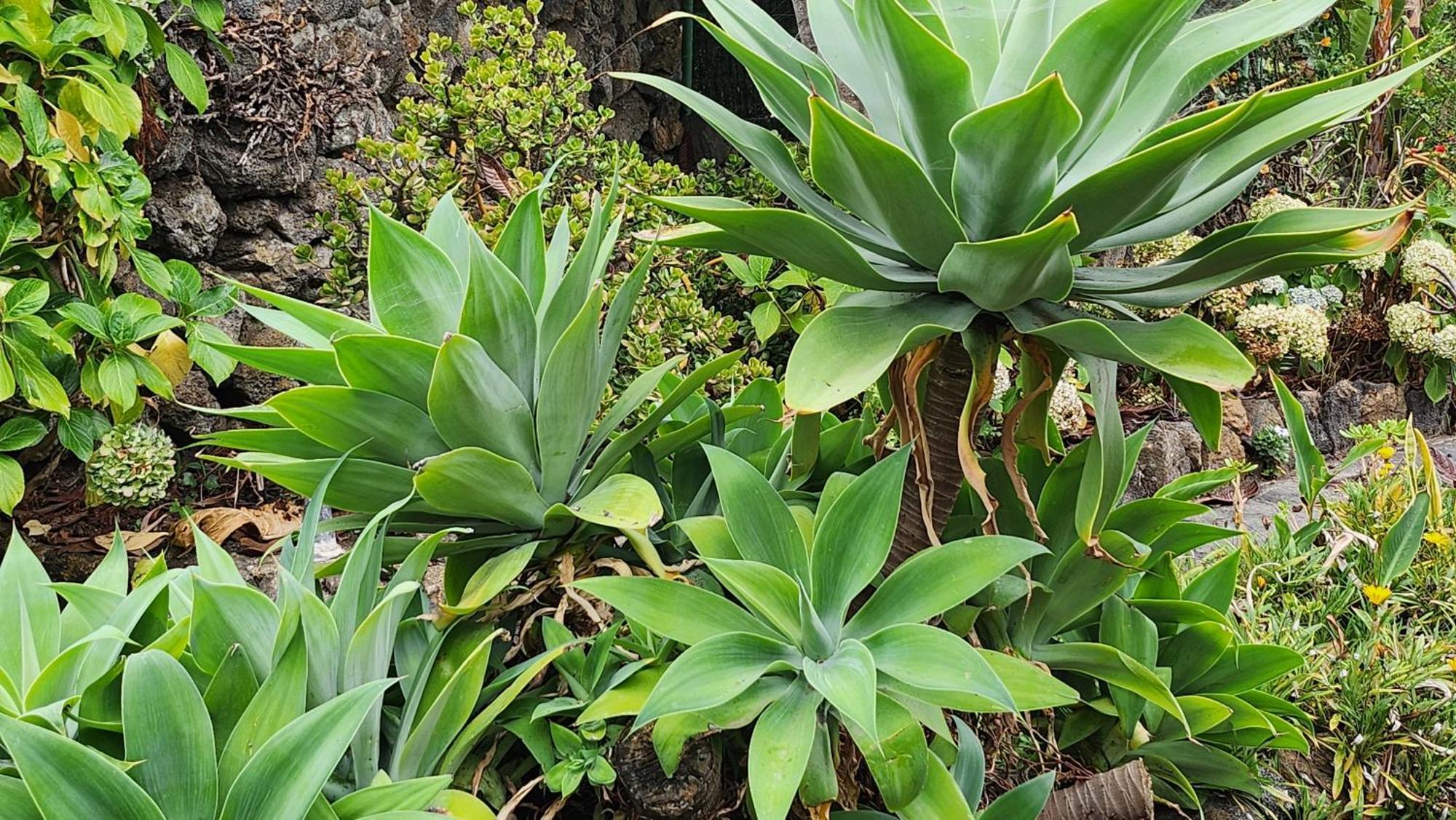 Oasis Hill Botanical Garden Villa Икод де лос Винос Екстериор снимка